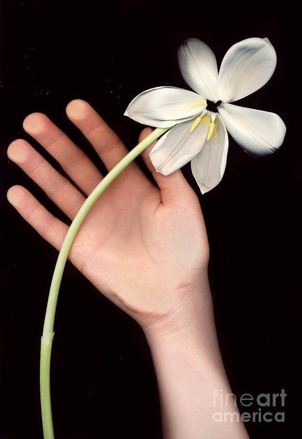 Flowers Still Life Photograph - Silence of Beauty II by Ashley Richardson