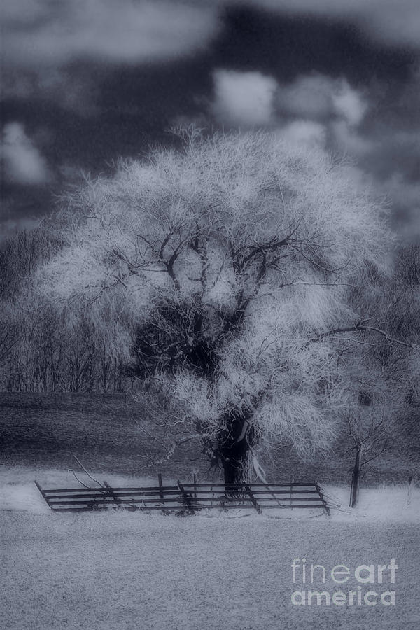 Silence of Nature by Cathy Beharriell Silence of Nature by Cathy Beharriell