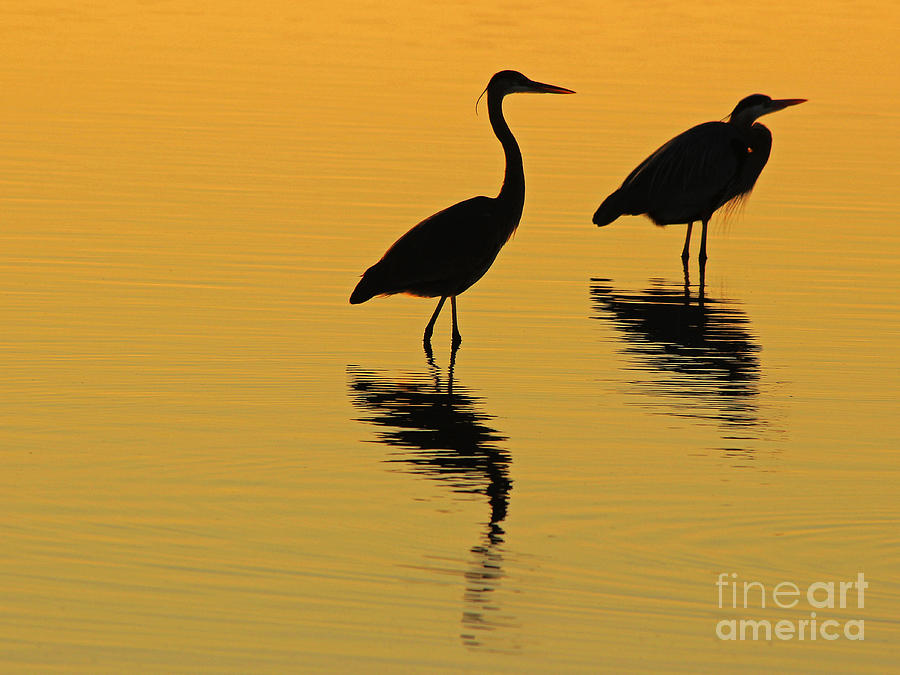 Wildlife Photograph - Silent Sunset by Kris Hiemstra
