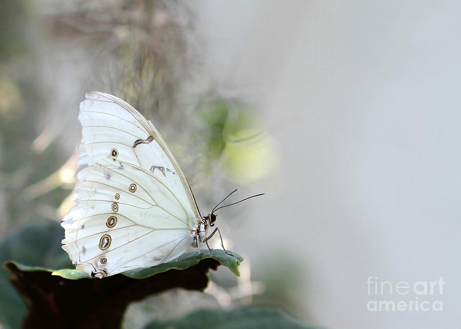 Butterfly Photograph - Silent Beauty by Sabrina L Ryan