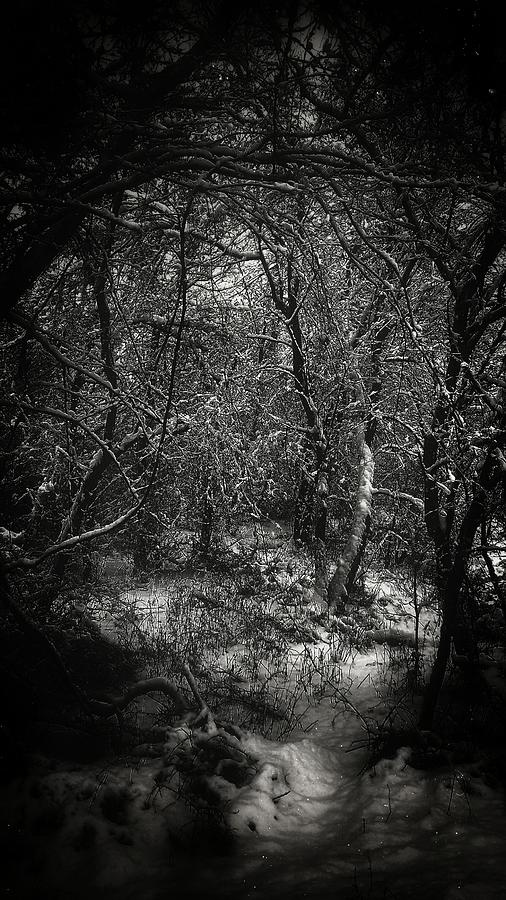 Winter Photograph - Silent Escape by Sunshine Casey