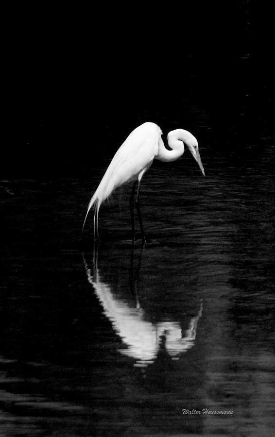 Silent Hunter Photograph by Walter Heussmann - Fine Art America