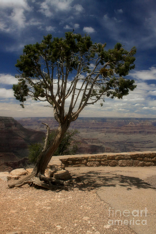 Grand Canyon National Park Photograph - Silent Sentinel  by Michael Creamer