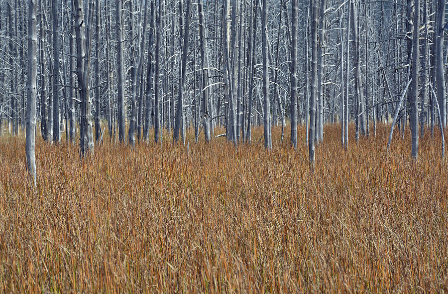 Silent Sentinels of Autumn Grasses Photograph by Bruce Gourley