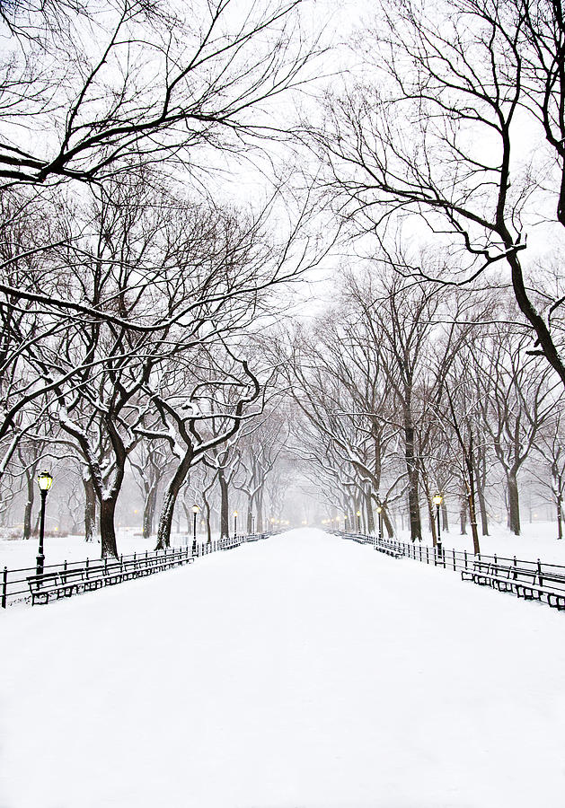 Silent Snow in Central Park Photograph by Michael Chadwick - Fine Art ...