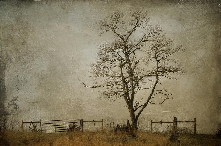 Tree Photograph - Silent Solitude by Kathy Jennings