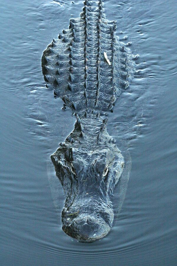 Submerged Alligator Approach Photograph by Ian McAdie