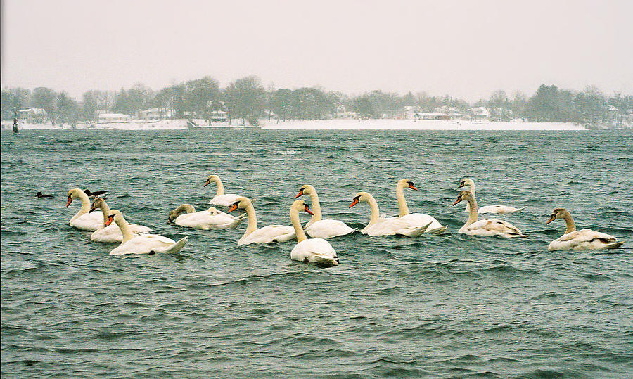 Winter Photograph - Silent Swans by William Walker