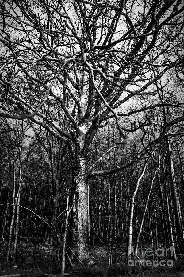 Silent Trees Photograph by Michael Arend