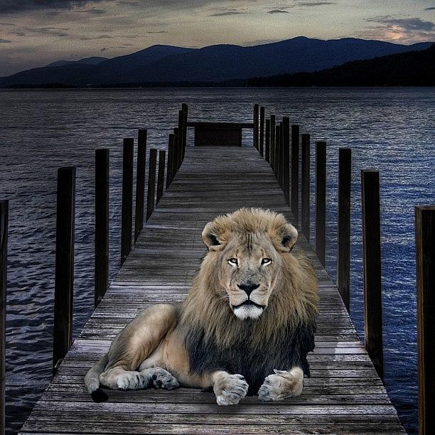 Lion Photograph - Silently Waiting. #lion by Kurt Von Weisenstein