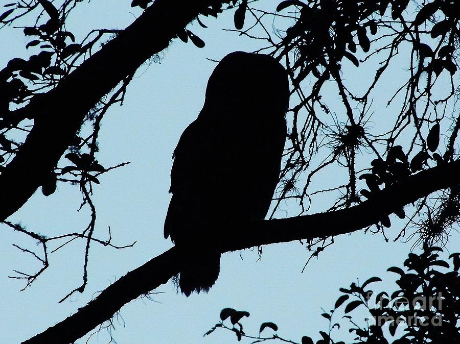 Silhouette - Florida - Owl Photograph by D Hackett