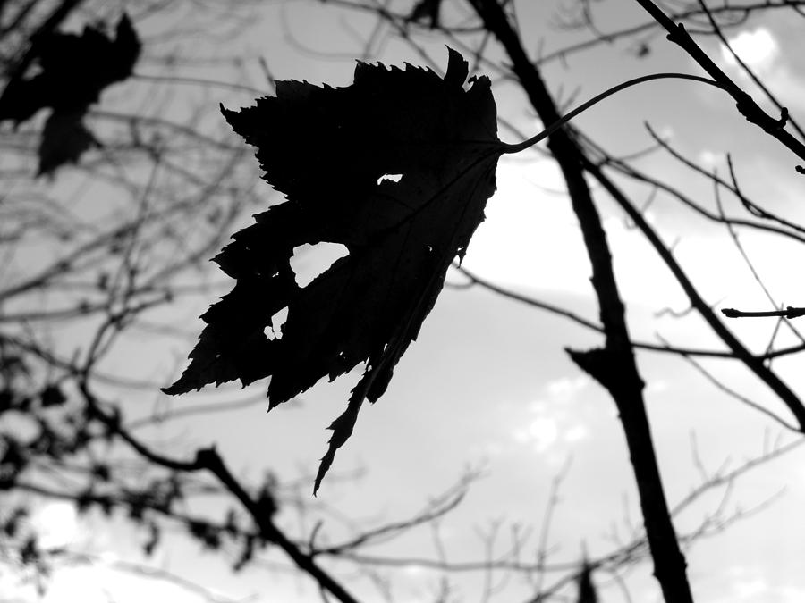 Fall Photograph - Silhouette by Allison Tilberg