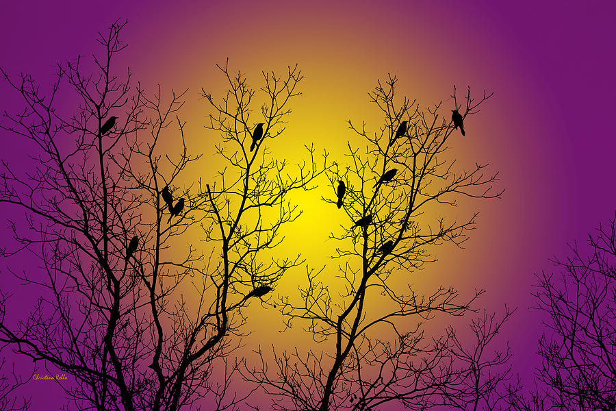 Silhouette Birds Mixed Media by Christina Rollo