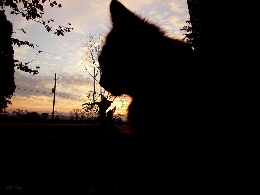 Silhouette Cat Photograph by Wild Thing