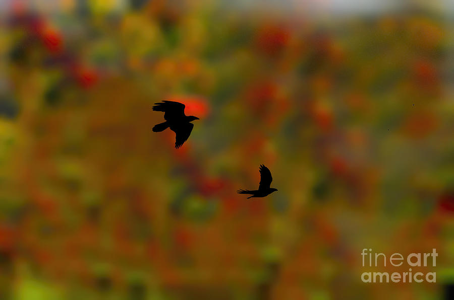 Silhouette crows flying Photograph by Dan Friend