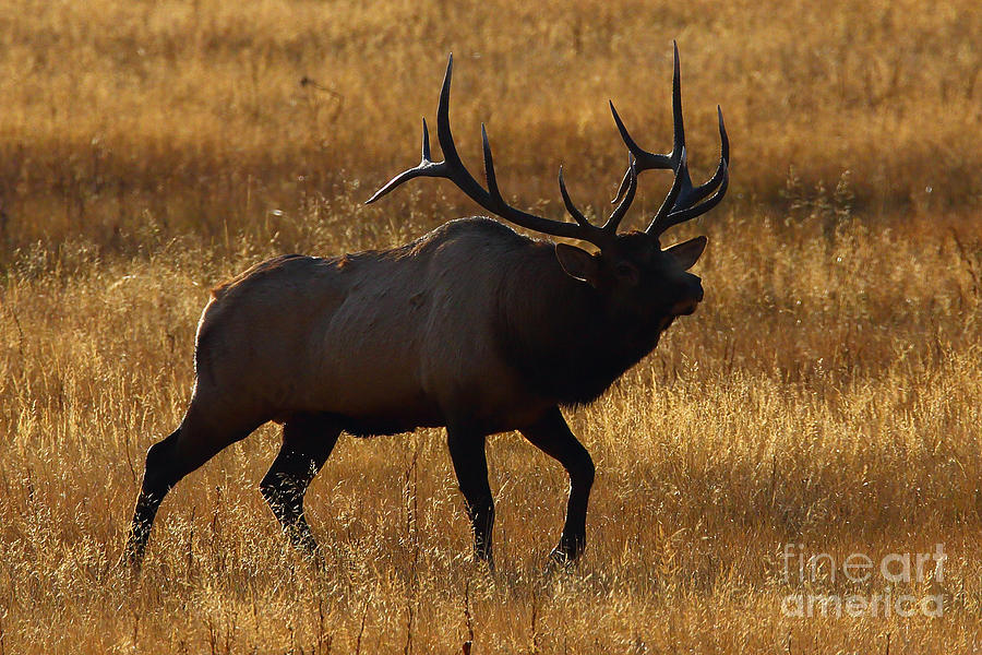 Silhouette Elk Photograph by Bill Singleton