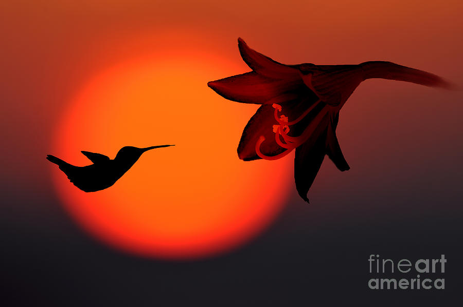 Silhouette hummingbird with tongue out Photograph by Dan Friend