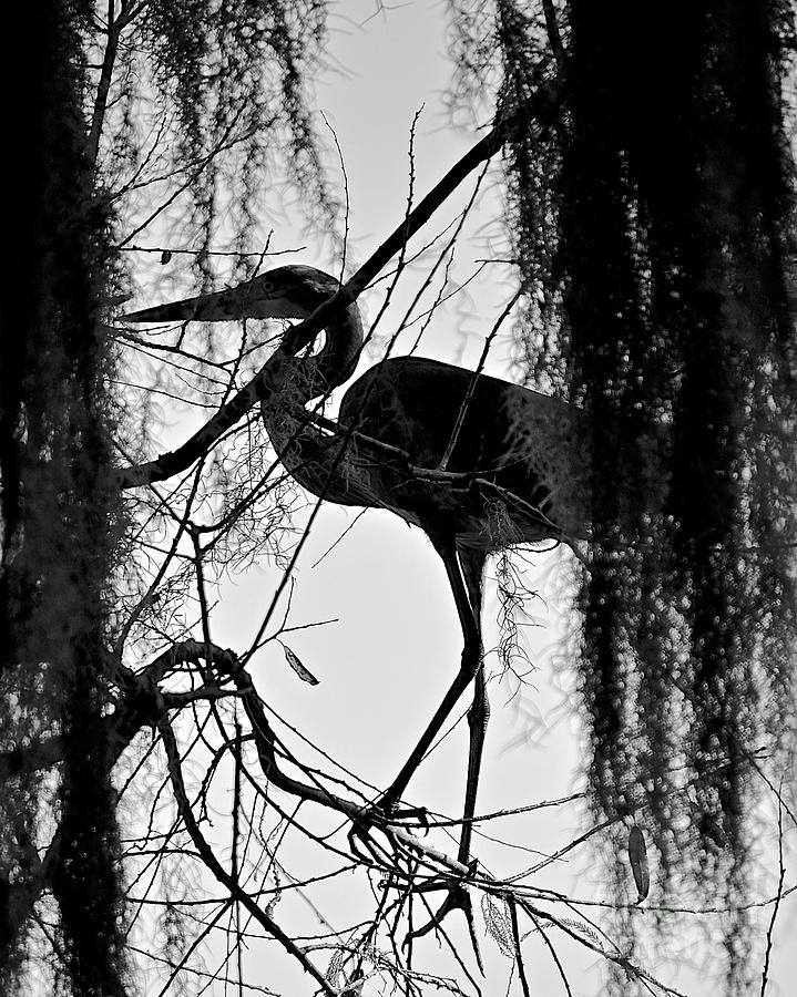 Heron Photograph - Silhouette in Black and White by Carol  Bradley