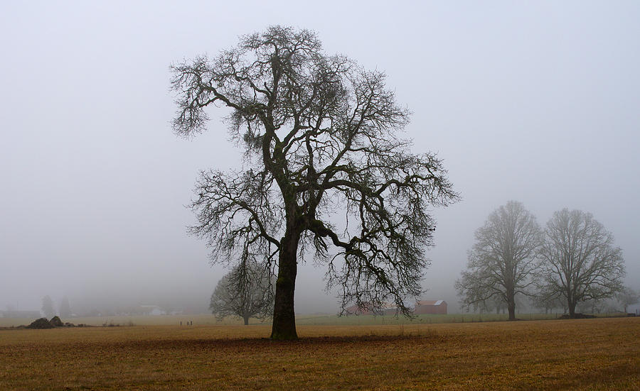 Winter Photograph - Silhouette In Fog by Harold Greer