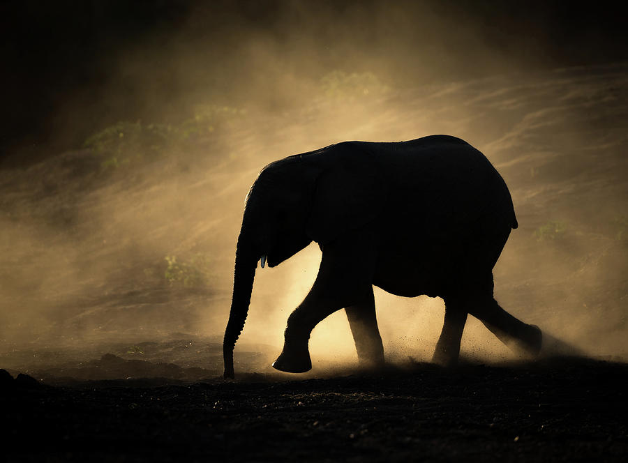 Animal Photograph - Silhouette by Jaco Marx