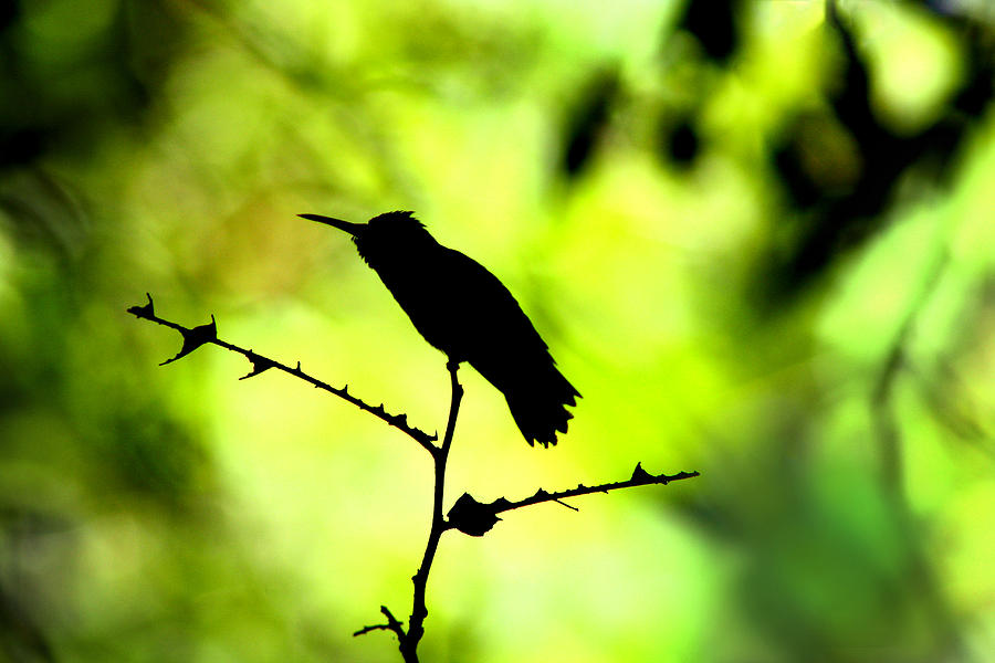 Bird Photograph - Silhouette by Justyn  Lamb