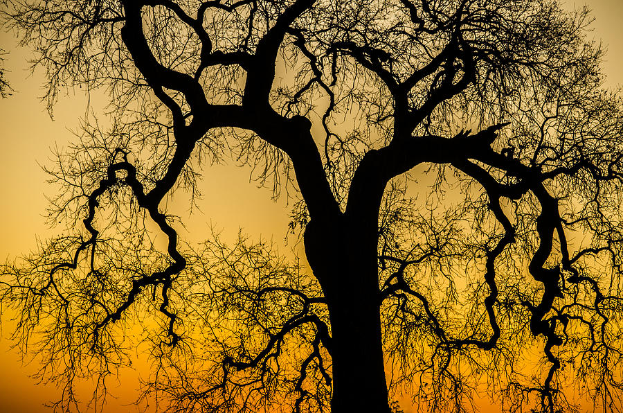 Silhouette Oak Photograph by Spencer Hughes