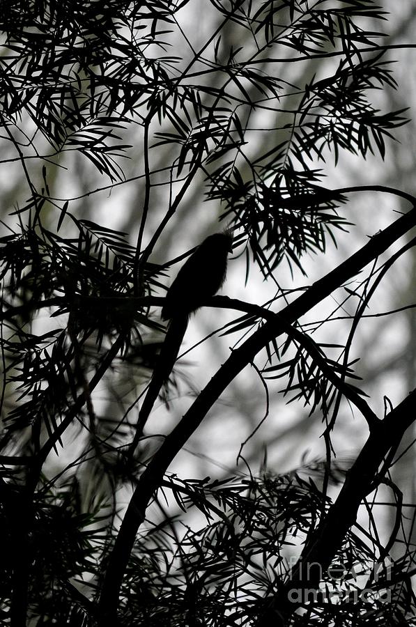 Nature Photograph - Silhouette of a Bird by M J