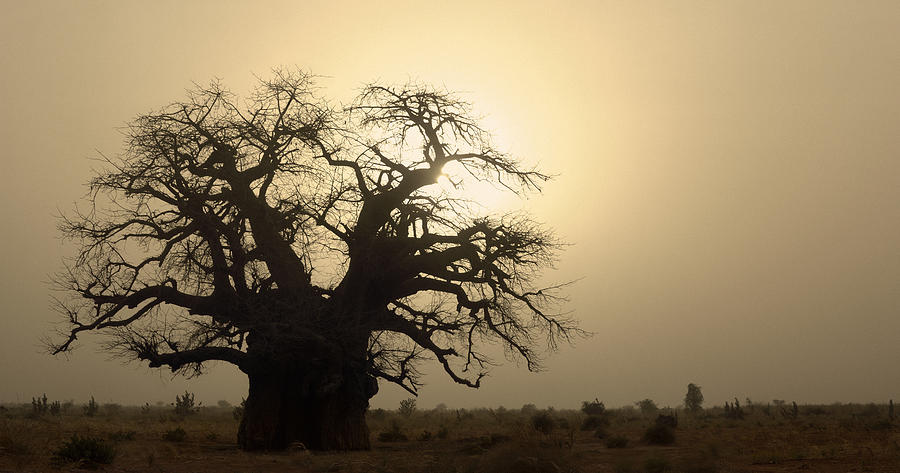 Silhouette of a Boab Tree Photograph by Michael Freeman