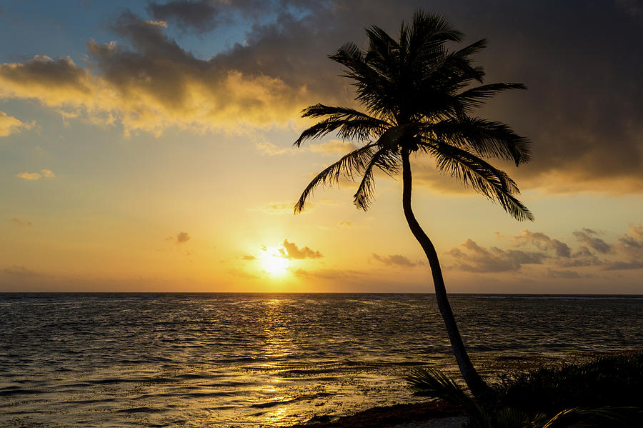 Silhouette Of A Coconut Tree Photograph By Michael Interisano - Fine 