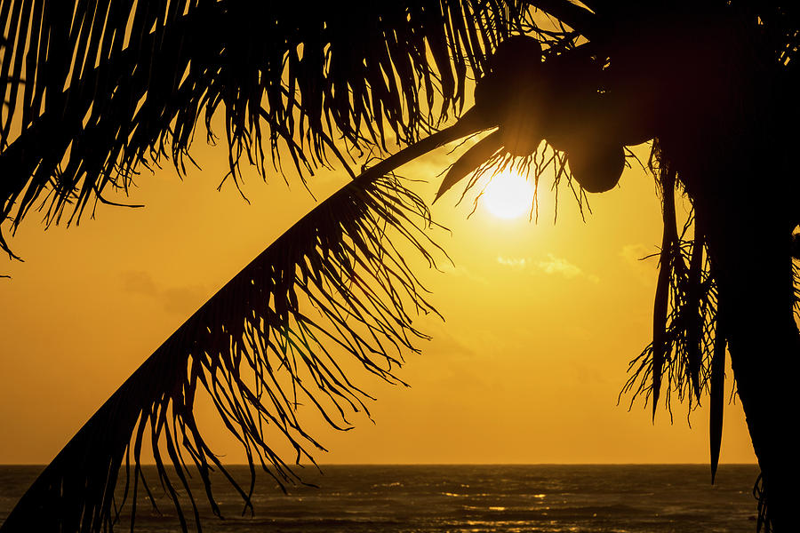 Silhouette Of A Coconut Tree With An Photograph by Michael Interisano ...