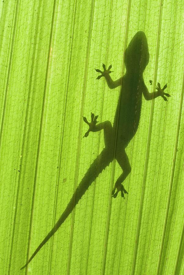 Wildlife Photograph - Silhouette Of A Gecko On A Palm Frond. by Scubazoo