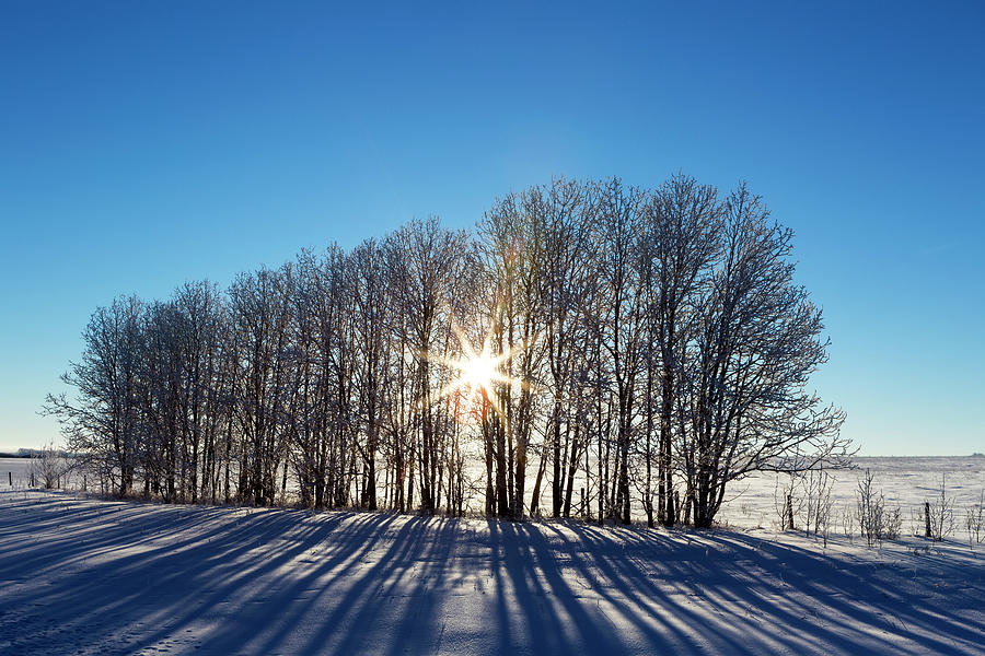 Silhouette Of A Row Of Trees In A Snow Photograph by Michael Interisano