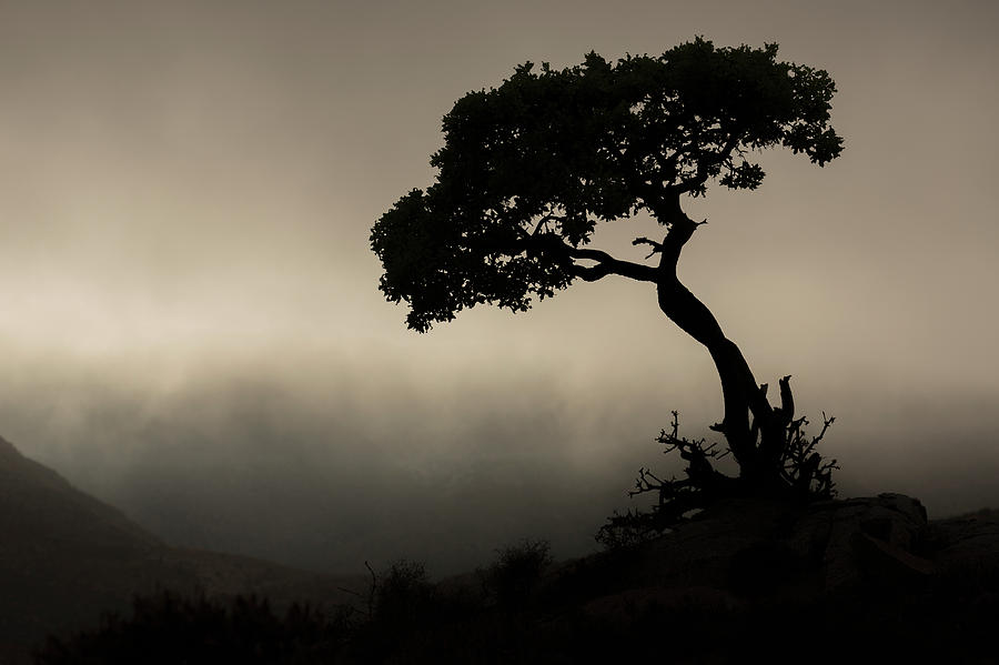 Silhouette Of A Tree Against A Stormy Photograph