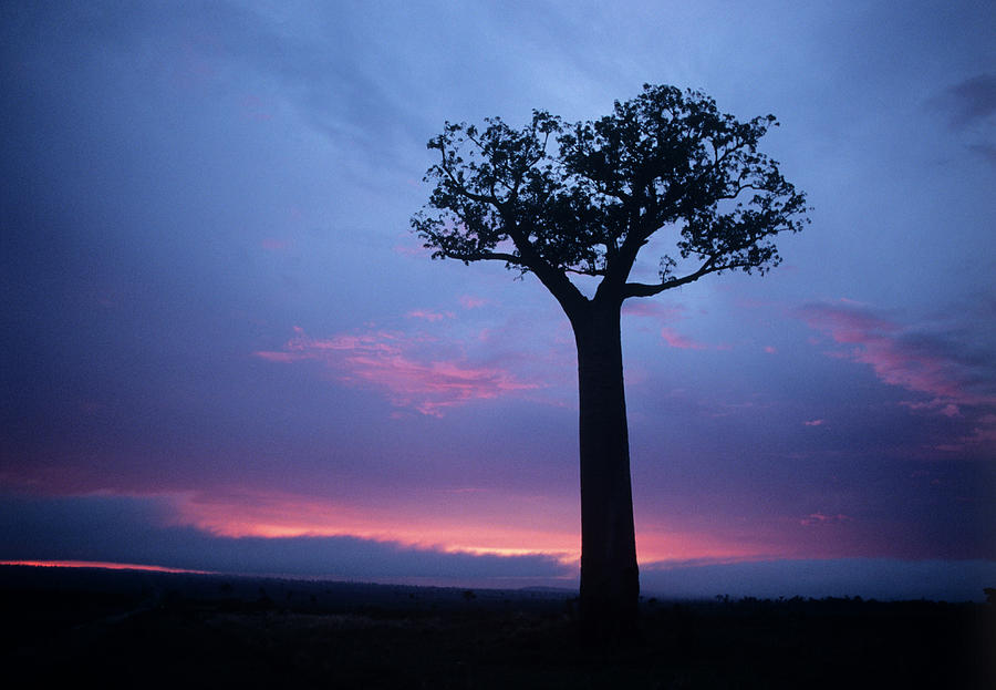 Silhouette Of A Tree Photograph by Science Photo Library Silhouette Of A Tree Photograph by Science Photo Library