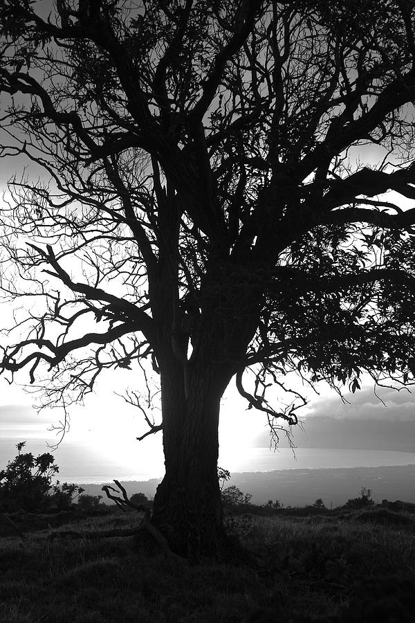 Silhouette of a Tree at Sunset Photograph by Venetia Featherstone-Witty