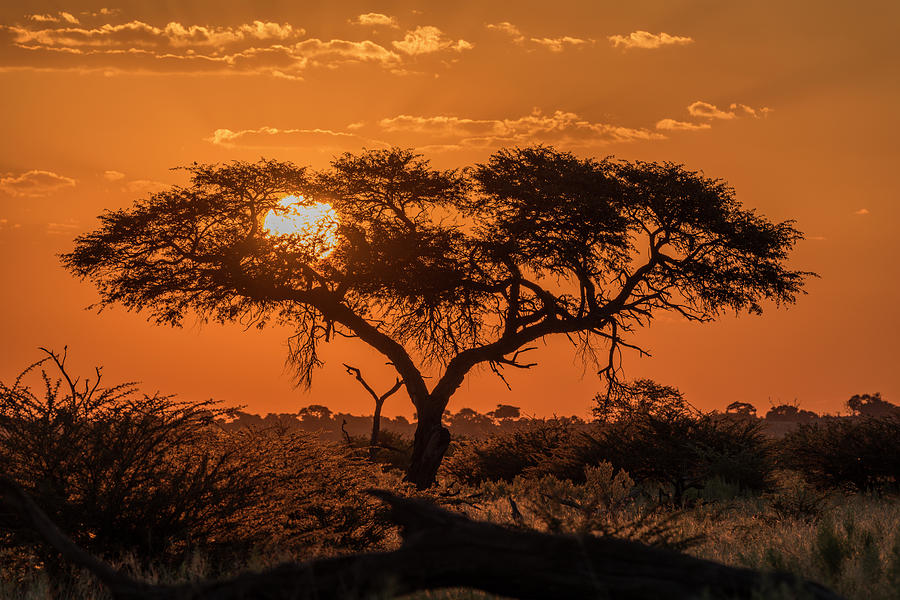 Silhouette Of Acacia Tree At Orange Photograph by Nick Dale