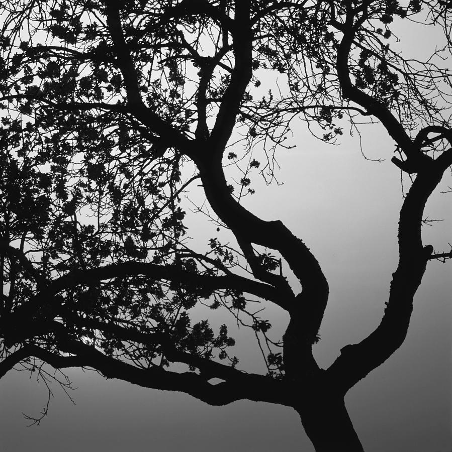 Silhouette of an apple tree at sunset - monochrome Photograph by Ulrich Kunst And Bettina Scheidulin