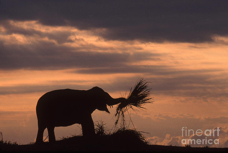 Wildlife Photograph - Silhouette Of An Asian Elephant Eating by Samuel R Maglione