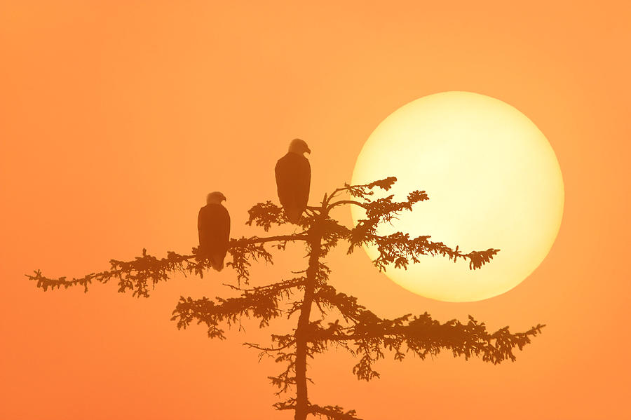 Silhouette Of Bald Eagle On Branch At Photograph by John Hyde - Fine ...