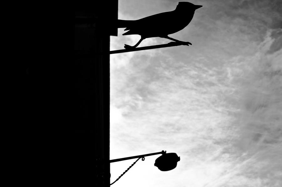 Silhouette of bird and lamp Photograph by Georgina Noronha - Fine Art ...