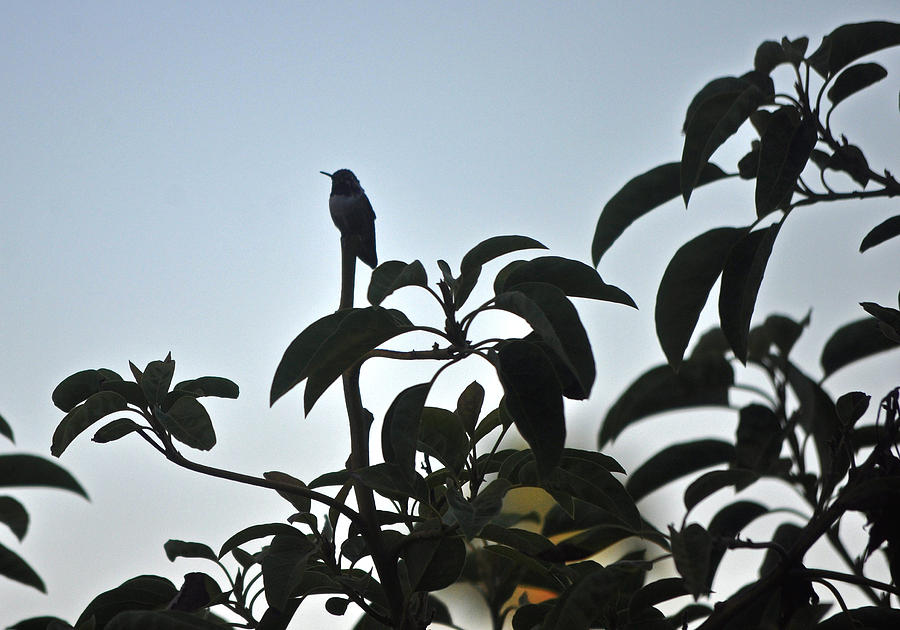 Silhouette Of Bird Resting On Tree Photograph by Jay Milo