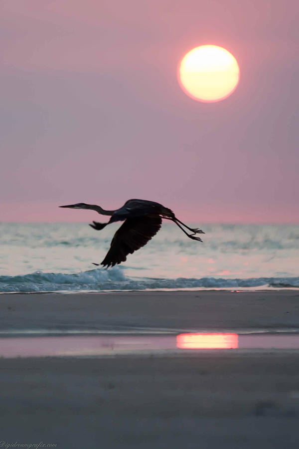 Silhouette of Blue Heron at the Beach at sunset Photograph by Alex Grichenko
