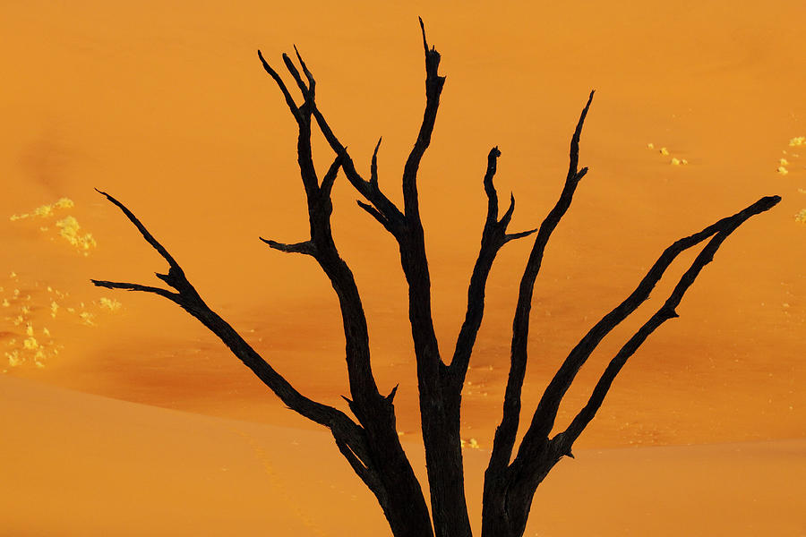 Silhouette Of Dead Tree Against Sand Photograph by Jaynes Gallery