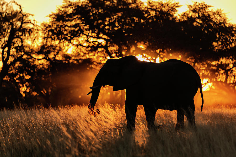 Silhouette Of Elephant In Tall Grass Photograph by Pixelchrome Inc