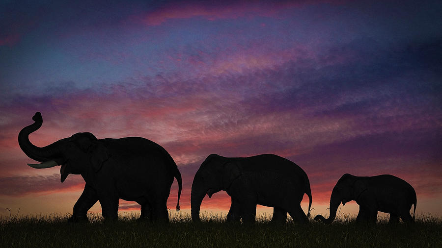 Silhouette Of Elephants Against Sky Photograph by Matt Walford