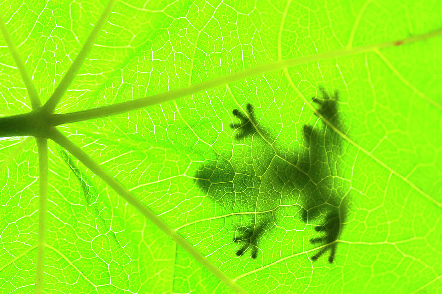 Silhouette Of Frog On Palm Leaf Photograph by Thomas Winz