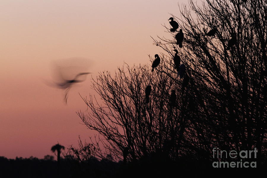 Silhouette of Great Egret Photograph by Jennifer Zelik