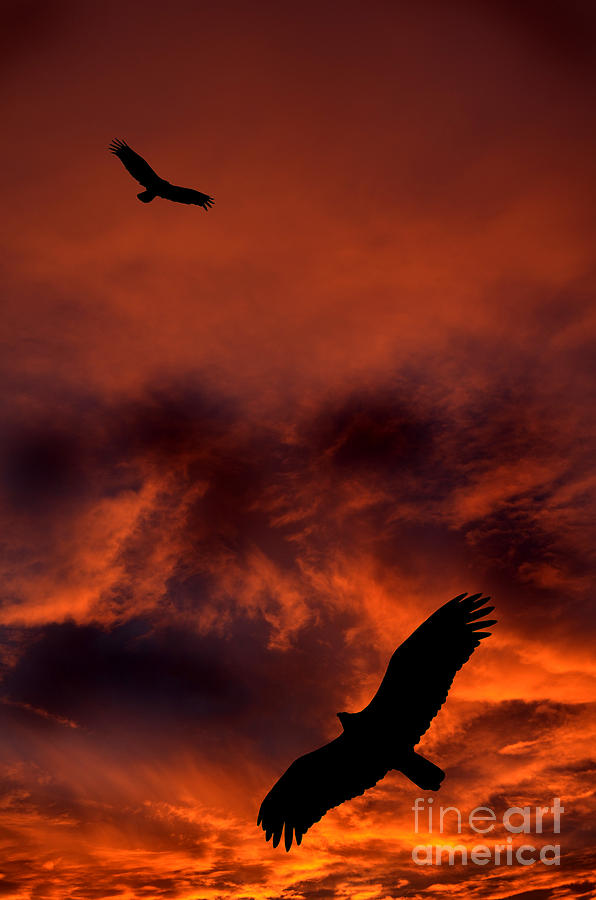 Silhouette of Hawkes and Sunset Photograph by Lane Erickson