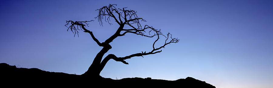 Nature Photograph - Silhouette Of Limber Pine Pinus by Panoramic Images