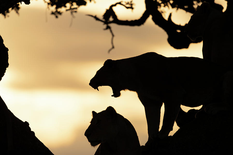 Silhouette Of Lioness Panthera Leo Photograph by Raffi Maghdessian ...